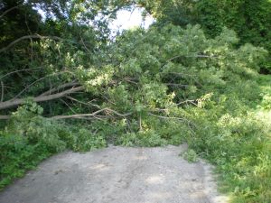 Fallen tree blocks path to Intervale Center site.