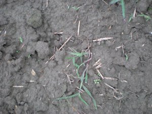 So far there has been poor emergence of hairy vetch.