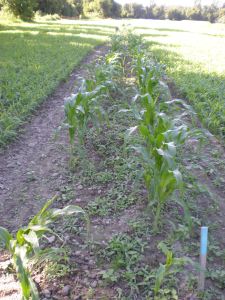 Arethusa Corn Plot before hoeing.  No disease noted so far.