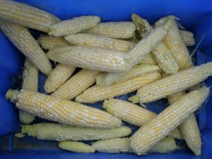 Corn from One Plot.