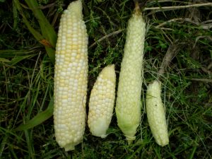 Variety in Corn Size and Quality.